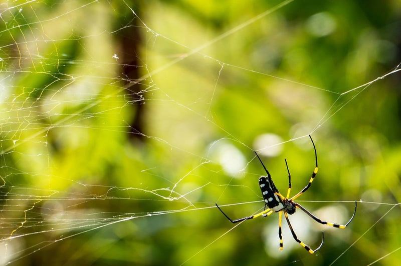 Silk Reeling